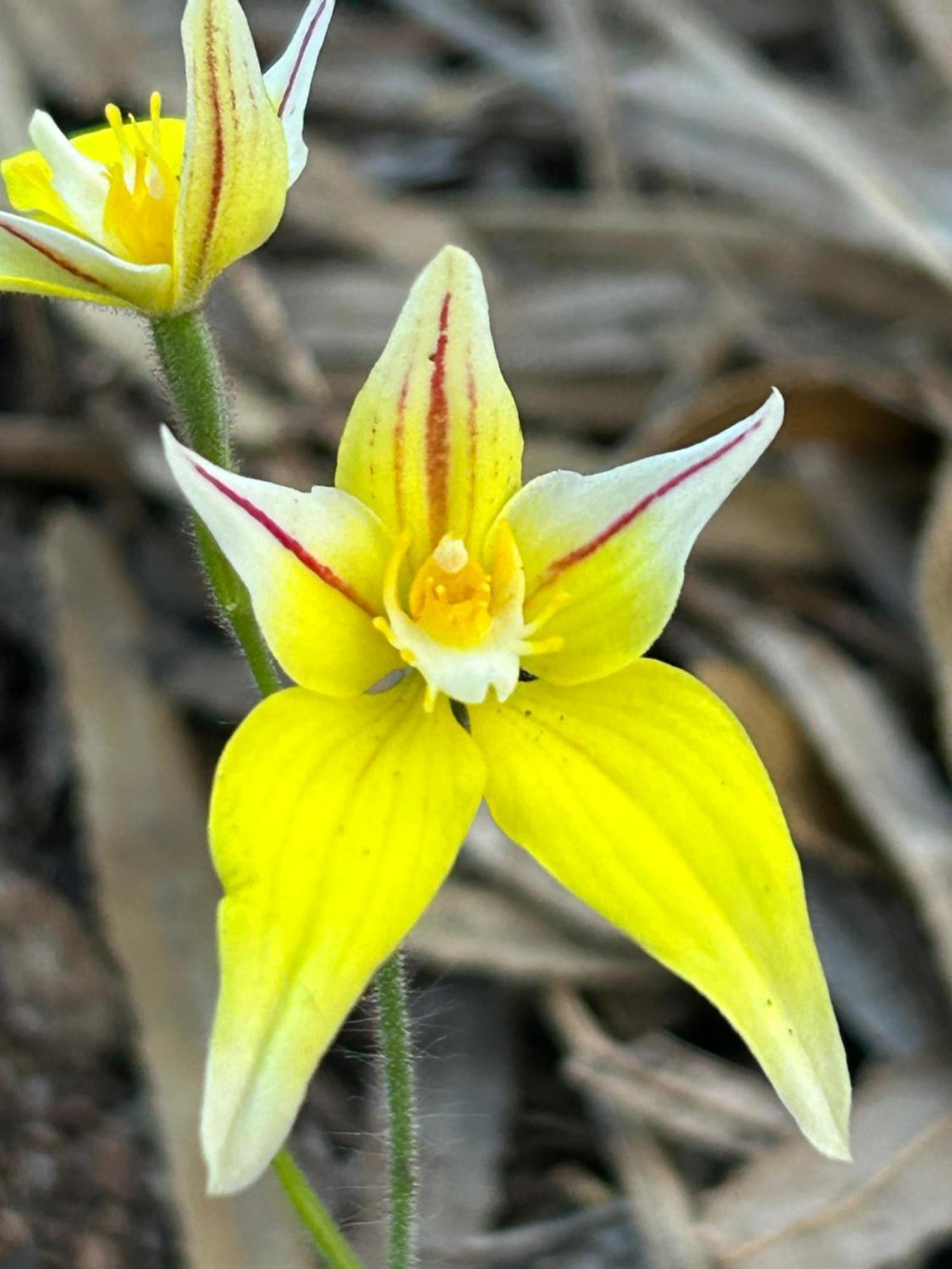 Yelverton Brook Conservation Sanctuary Metricup Eksteriør bilde